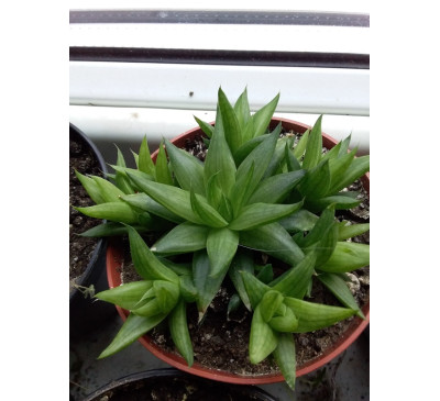 Хавортія haworthia зелена